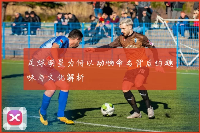 足球明星为何以动物命名背后的趣味与文化解析